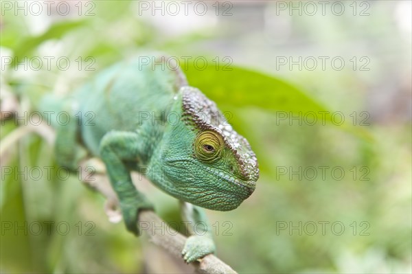 Parsons Chameleon (Calumma parsonii) on a branch