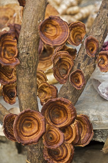 Reishi Mushrooms (Ganoderma lucidum)