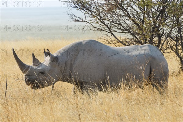 Black Rhino (Diceros bicornis) grazing at the edge of the Etosha Pan