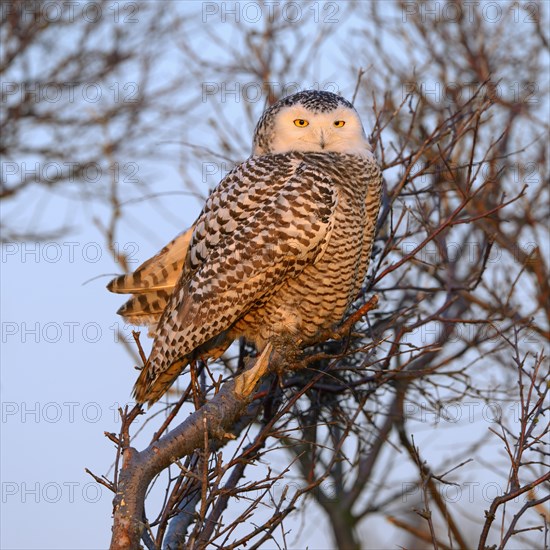 Snowy Owl (Bubo scandiacus)