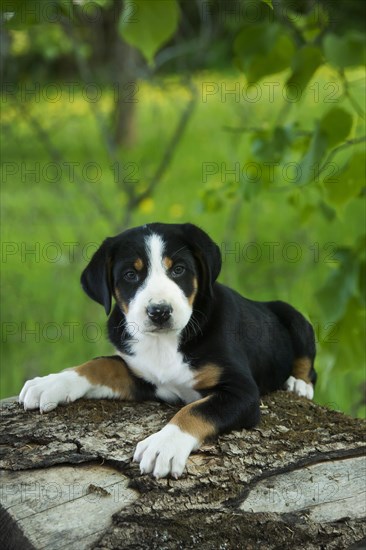 Greater Swiss Mountain Dog