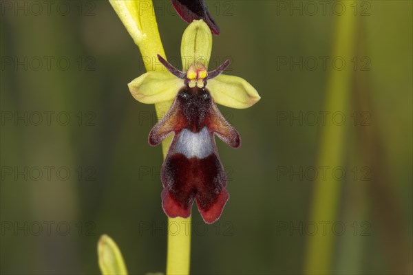 Fly Orchid (Ophrys insectifera)