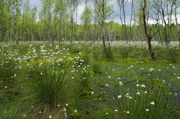 Forest of Downy Birch or White Birch (Betula pubescens)