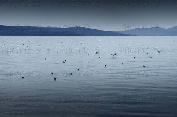 Lake Trasimeno or Lago Trasimeno with seagulls