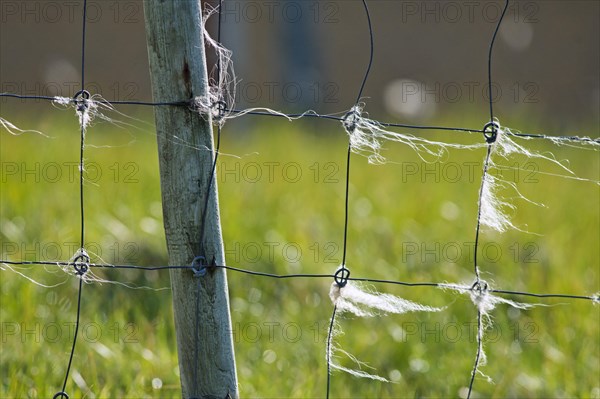 Sheep wool on fence