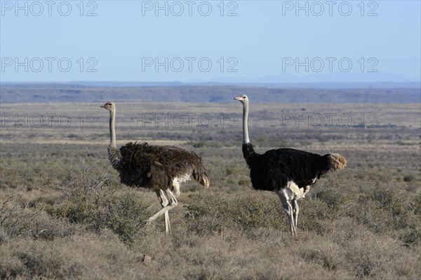 Ostrich or Common Ostrich (Struthio camelus)