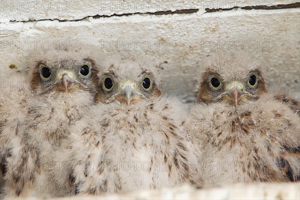 Young Kestrels (Falco tinnunculus) in nest box