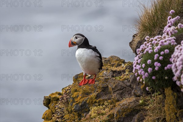 Puffin (Fratercula arctica)