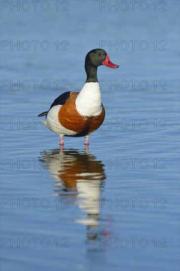 Shelduck (Tadorna Tadorna)