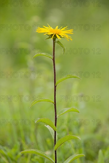 Downy Elecampane (Inula hirta)