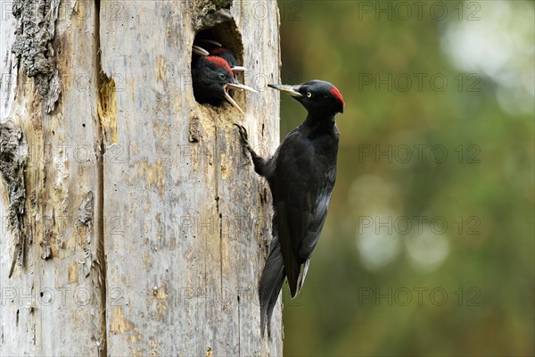 Black Woodpecker (Dryocopus martius) feeding chicks at the nest hole