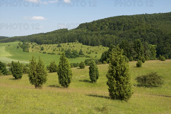 Juniper pastures