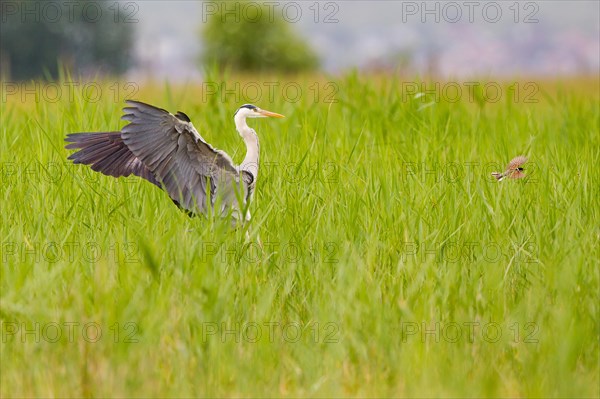 Grey Heron (Ardea cinerea) landing in the reeds shooing away a Reed Bunting (Emberiza schoeniclus) on Lake Neusiedl