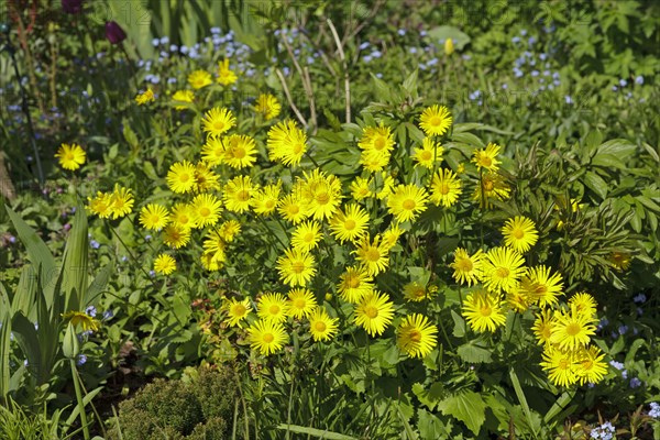 Leopard's Bane (Doronicum orientale)