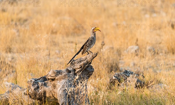 Southern Yellow-billed Hornbill (Tockus leucomelas) perched on an old tree stump