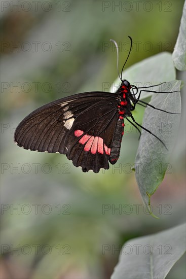 Lysander Cattleheart (Parides lysander)