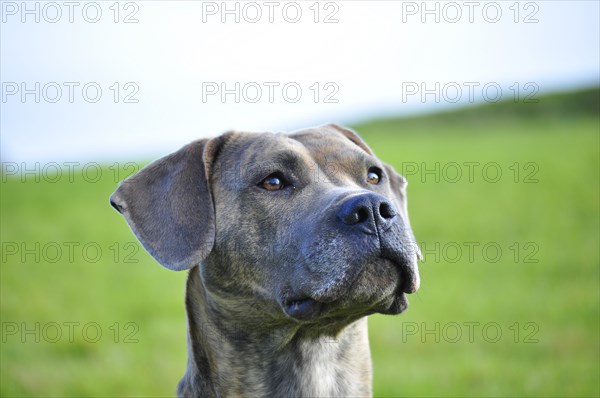 Spanish Mastiff