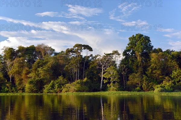 Bank of the Rio Solimoes river with flooded Varzea forest
