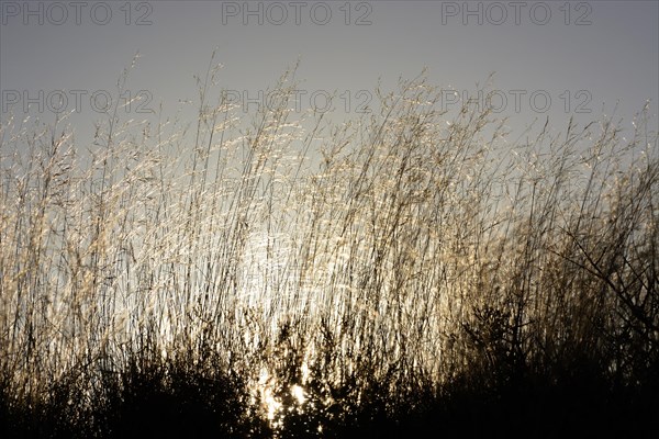 Grasses backlit