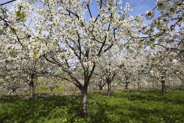Cherry trees in full blossom