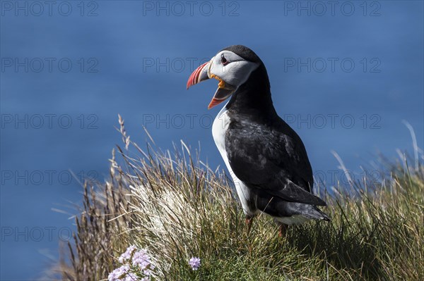 Puffin (Fratercula arctica)