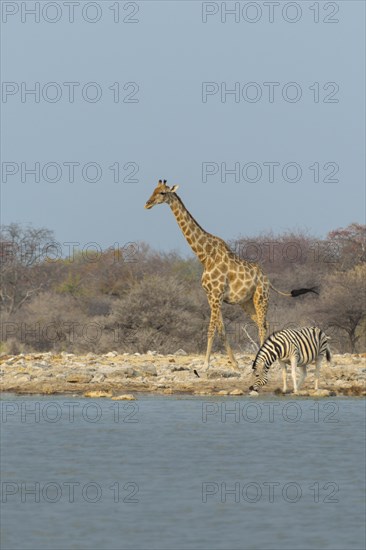 Giraffe and Zebras at a waterhole