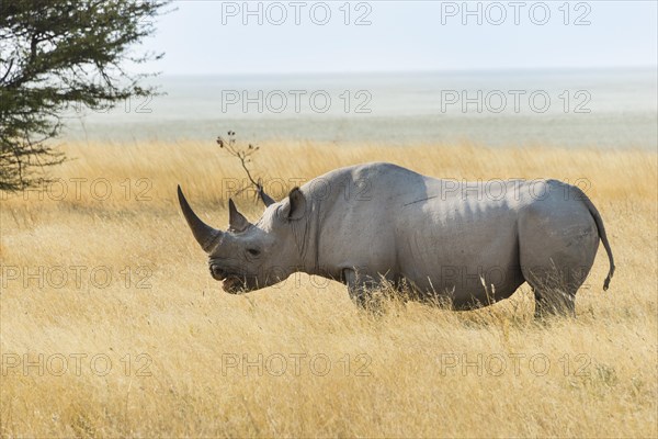 Black Rhino (Diceros bicornis) grazing at the edge of the Etosha Pan