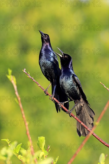 Two Boat-tailed Grackles (Quiscalus major)