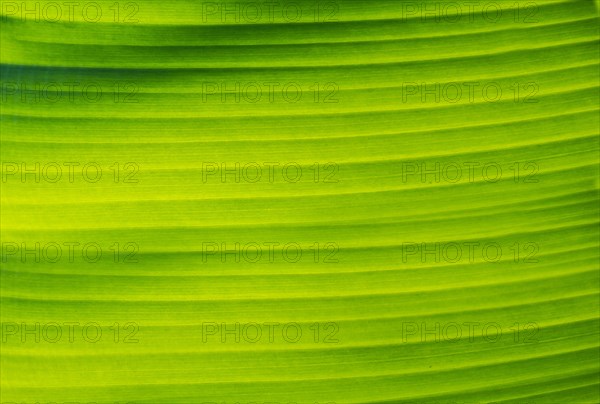 Banana leaf with backlight
