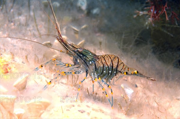 Rockpool Prawn Shrimp (Palaemon elegans)