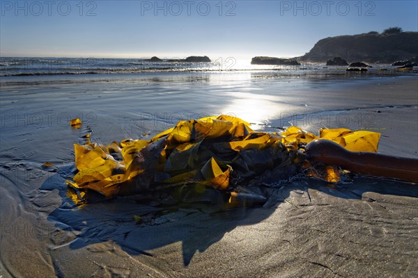 Brown algae (Phaeophyceae) on the sandy beach