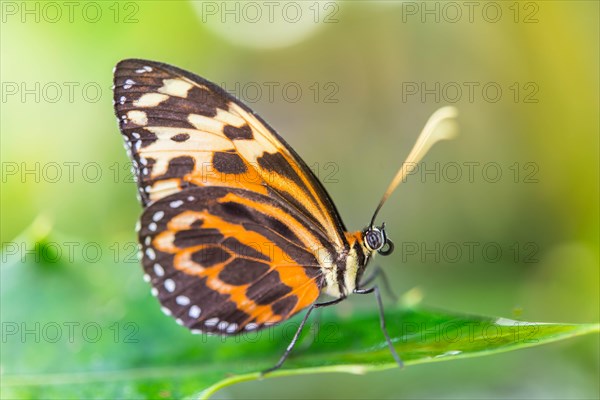 Heliconian Butterfly or Longwing Butterfly (Heliconius xanthocles)