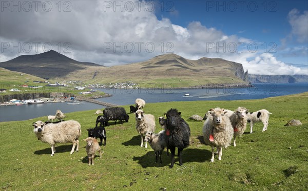 Sheep