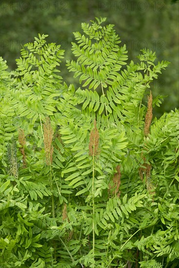 Royal fern (Osmunda regalis)