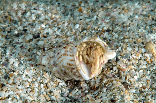 Hermit Crab (Diogenes pugilator)