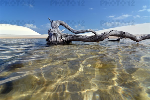 Dead tree in a freshwater lagoon