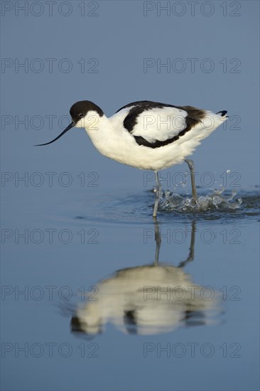 Pied Avocet (Recurvirostra avosetta)