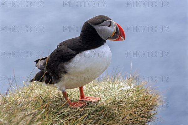 Puffin (Fratercula arctica)