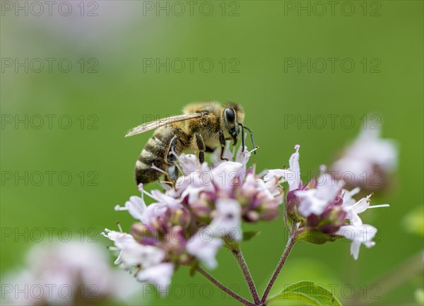 Honey bee (Apis mellifera) on purple flower