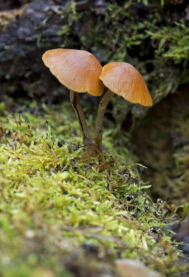 Snakeskin Brownie (Hypholoma marginatum)