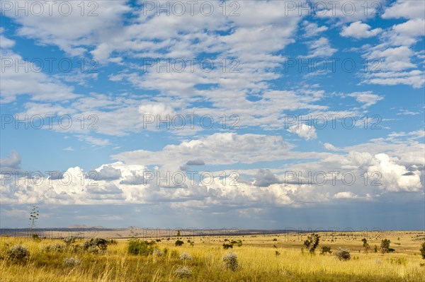 Wide grass landscape