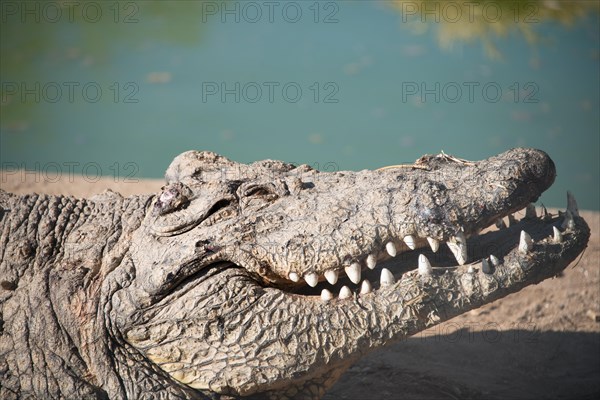 Nile Crocodile (Crocodylus niloticus)