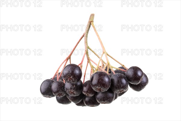 Fruit umbel