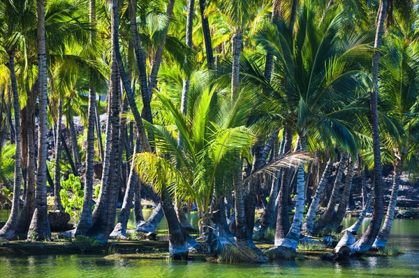 Palm trees at the Hopeaia Fishpond