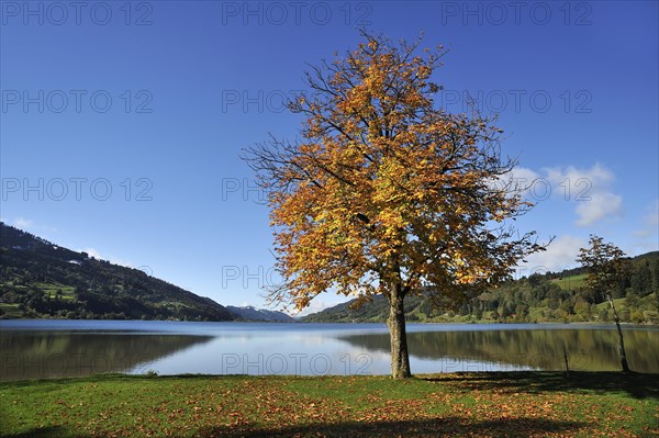 Alpsee lake