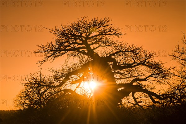 Baobab Tree (Adansonia digitata)
