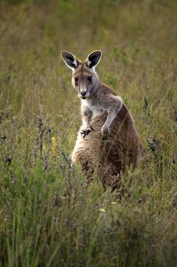 Eastern Grey Kangaroo (Macropus giganteus)