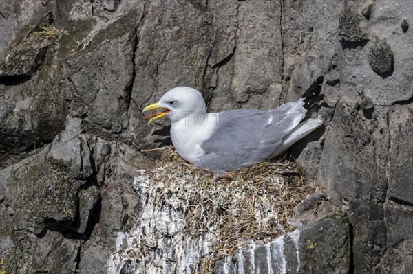 Kittiwake (Larus tridactyla) at breeding place