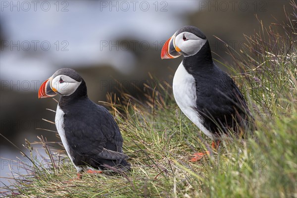 Two Puffins (Fratercula arctica)