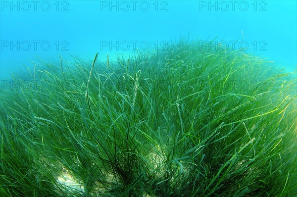 Marine Eelgrass species (Zostera sp.)